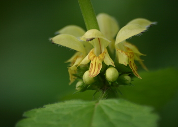 Berg-Goldnessel (Galeobdolon montanum) - © Emanuel Trummer